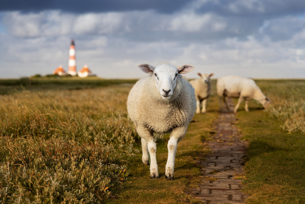 Nordfriesland – Watt, Wellen, Weite